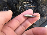 何の魚 自宅の田んぼにいた5 6cmの稚魚です 支流から紛れ込ん Yahoo 知恵袋