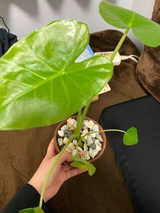 この植物の名前はなんですか 観葉植物だと思いますどこ Yahoo 知恵袋