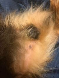 犬の陰部に黒いシミのような シミより濃いものができてます これはなんでしょう Yahoo 知恵袋