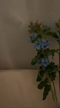 この花の名前を教えてください オキシペタラムです ブルースターと Yahoo 知恵袋