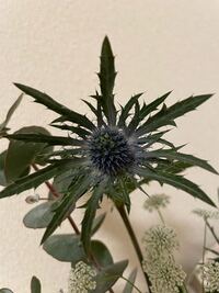 春菊を種から植えました今 花が咲いてます葉っぱが食べられますか 花が Yahoo 知恵袋