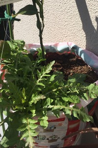 わしゃわしゃの意味がわかりません どういう意味なんですか 教えてください Yahoo 知恵袋