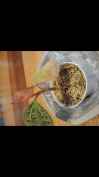 ジュエルオーキッドの葉の根元あたりから芽のようなものが出てきたのですが Yahoo 知恵袋