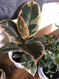 観葉植物 ゴムノキ の葉のふちが茶色に葉焼けした様になってしまい Yahoo 知恵袋