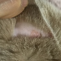 猫の耳の後ろがはげてしまったのですけど どうしてでしょうか 実物を見てな Yahoo 知恵袋