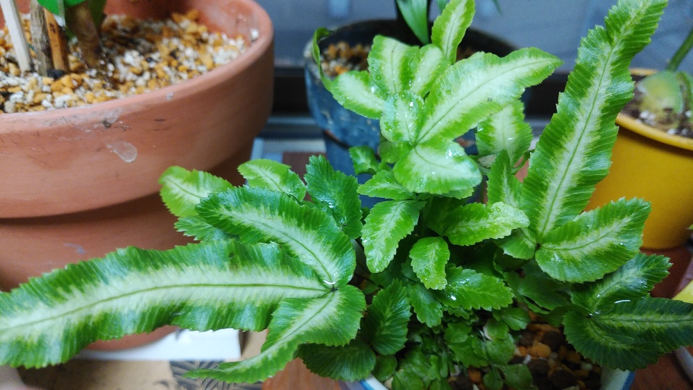 観葉植物の名前わからない こんにちは この観葉植物の名前を教えてく Yahoo 知恵袋