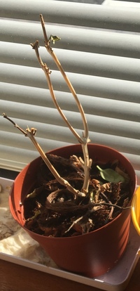バジルの茎が茶色いです バジルを育てていますが 茎が５本 Yahoo 知恵袋