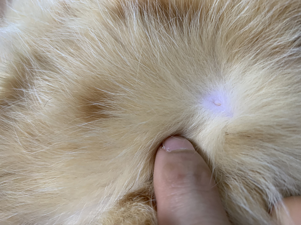 猫のお腹を触っていたら大きな角栓のような物を発見しました。 - 力を 