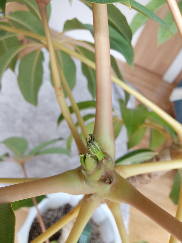 ツピタンサスに新芽が出てきたのですがその部分だけ白い粉のようなものが付 Yahoo 知恵袋