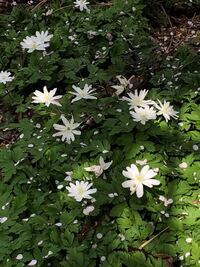 教えてください この花はヤブイチゲでしょうか 花びらの枚数が違う Yahoo 知恵袋