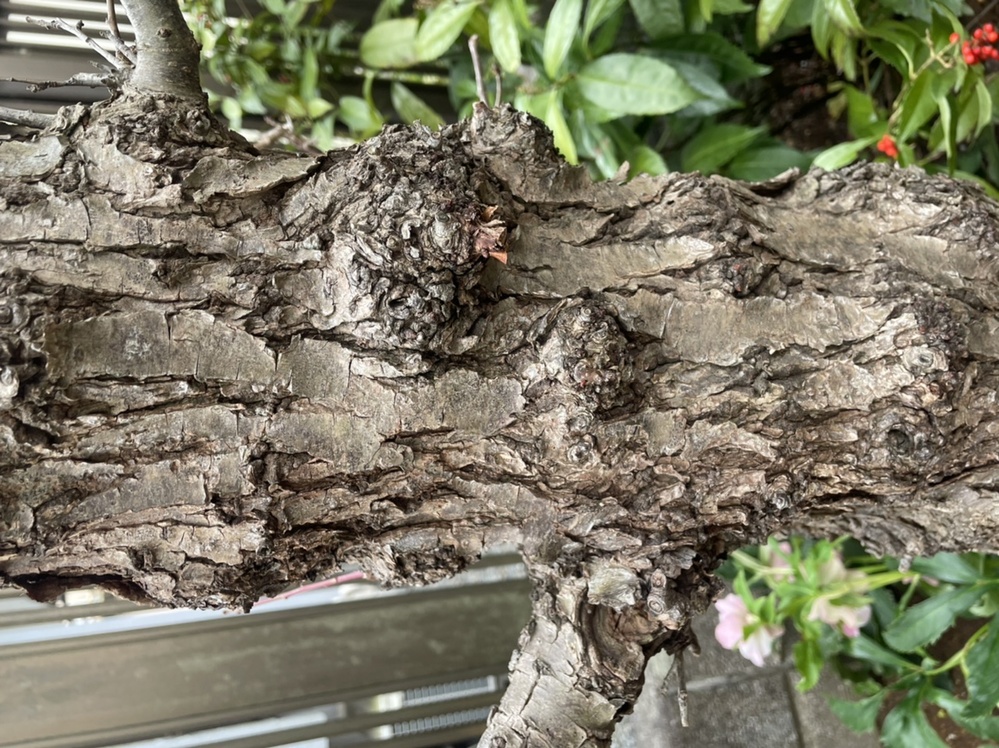 我が家の梅の木の幹が写真のような状態になってしまいました。何 