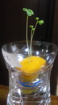 小松菜の水耕栽培をしたいのですが いつも写真のようになってしまいます Yahoo 知恵袋