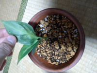 急にアグラオネマの葉の裏が変色 透ける ようになってしまいました Yahoo 知恵袋