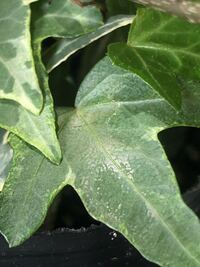 アイビーのミニエスター 葉っぱの一枚が 粉を吹いたよう Yahoo 知恵袋