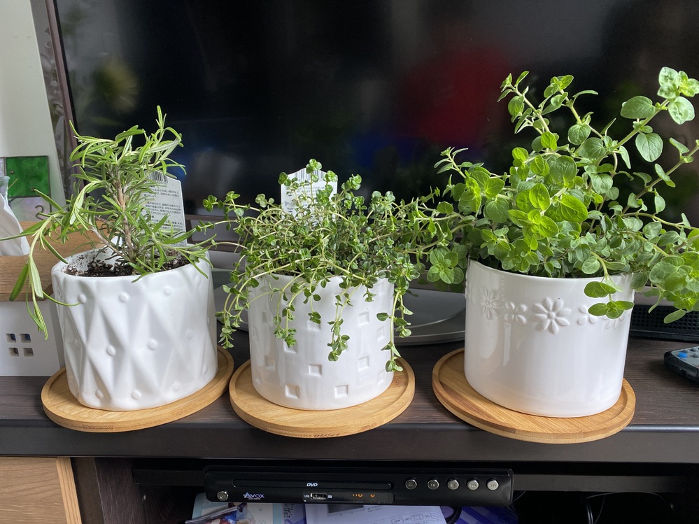 右からオレガノ シュープリームタイムタボールローズマリー インガウノで Yahoo 知恵袋