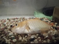 金魚が横になって浮いています 正直死にかけていると思います Yahoo 知恵袋