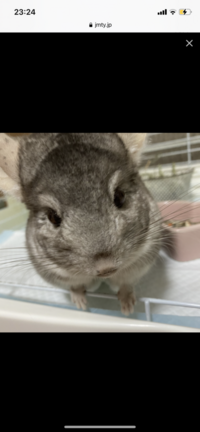 チンチラ 齧歯目 真菌引き取る予定のチンチラちゃんの鼻が写真 Yahoo 知恵袋