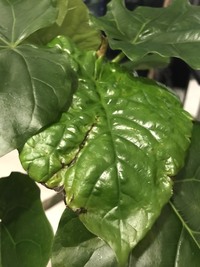 観葉植物に詳しい方へ質問です フィカスウンベラータの鉢の受け皿に黒い糞 Yahoo 知恵袋