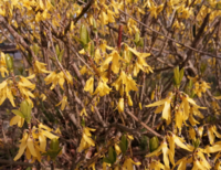 黄色い花が低木に咲いています トサミズキかと思ってよく観たら 花が異な Yahoo 知恵袋