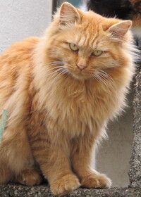 この猫は首が常にかしげてるように傾いてますが 何かの病気ですか Yahoo 知恵袋