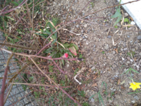 シャラの木に数え切れないくらい蕾がついたのですがなかなか花が咲き Yahoo 知恵袋