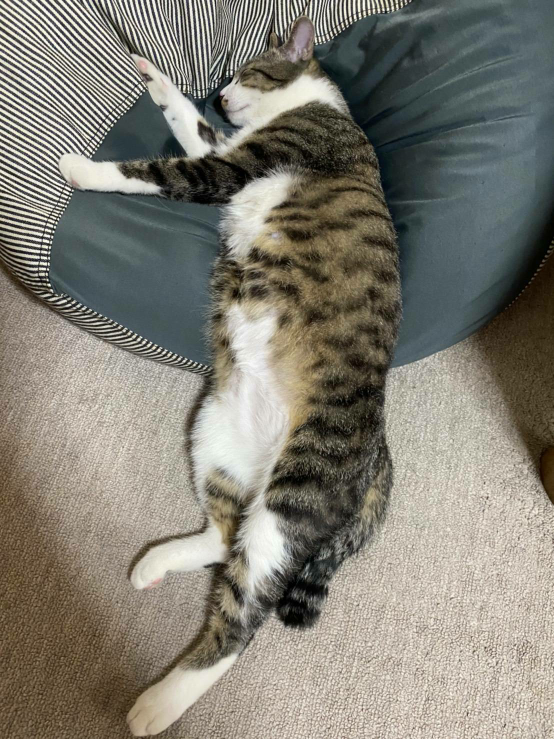 ネコ 解決済みの質問 Yahoo 知恵袋