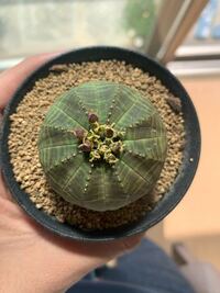 先日 園芸店でオベサの雌株一つを購入したのですが 種のようなものが出来 Yahoo 知恵袋