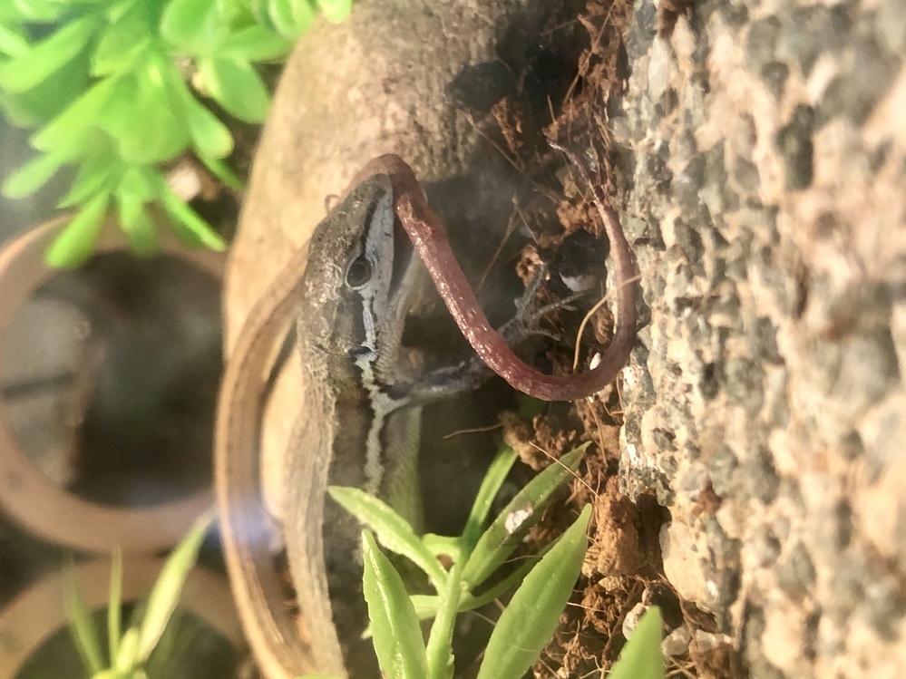 飼っているカナヘビが自分のしっぽを噛んでいました すぐに離しまし Yahoo 知恵袋