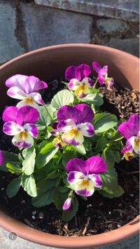 数ヶ月前に画像の色で咲いていたパンジー ビオラ が今 白に近い薄紫の花 Yahoo 知恵袋