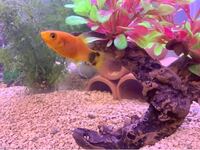 今日プラティのお尻を確認したら 白い糞をしていました 写真の Yahoo 知恵袋