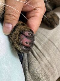 野良猫の駆除に使用する毒餌 以前 野良猫の駆除で近所の方が野良猫 Yahoo 知恵袋