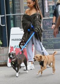 アリアナ グランデさんは自身のことをヴィーガンと公表していますが犬飼っ Yahoo 知恵袋