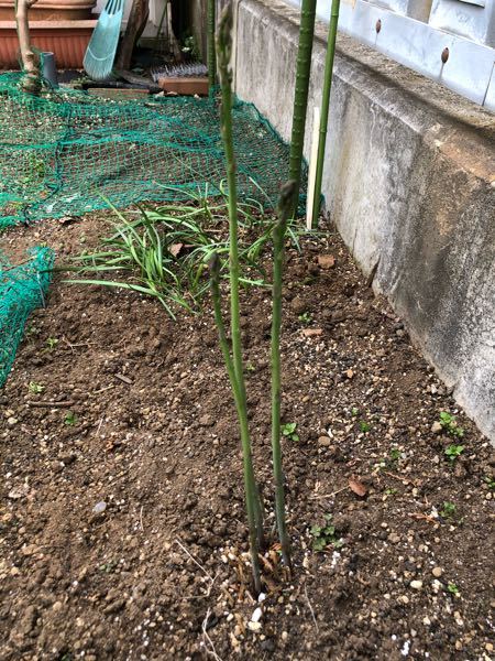 アスパラガスの根株を、庭に急遽作った畝に植えました。1ヶ月後くら