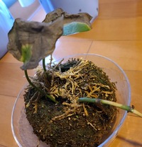 枯れかけている観葉植物を復活させるには 観葉植物を苔玉に植えて育ててい Yahoo 知恵袋