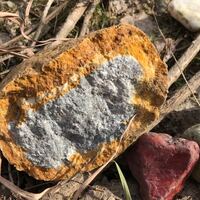 イチジクの果実で夏果 秋果がありますが 秋果は しゅうか Yahoo 知恵袋