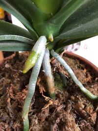 胡蝶蘭をもらい３年経ちました 植え替えを２回行いました 葉や根っ Yahoo 知恵袋