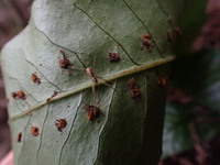 この葉のうらに等間隔でついているのは蜘蛛の卵ですか また 近 Yahoo 知恵袋