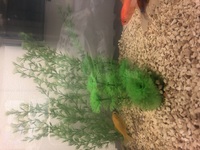 一匹群れから離れている金魚がいます 金魚を飼っているのですが 集団から Yahoo 知恵袋
