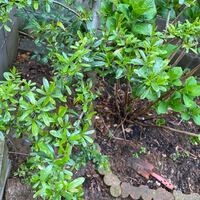 ピラカンサという植物の棘が刺さって抜けないのですが 調べ Yahoo 知恵袋