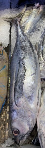 この魚の名前を教えてください 宜しければおすすめの調理 Yahoo 知恵袋