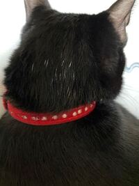 黒猫を飼っている方に質問です 先日 友人から黒猫は絶対 数本 Yahoo 知恵袋