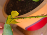 観葉植物のモンステラを育てています 一昨日ぐらいから大量の虫が発生 何 Yahoo 知恵袋