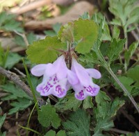 河川敷に咲いていました すみれでもなく ホトケノザとも違いました ご存 Yahoo 知恵袋