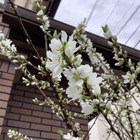 この木の花の名前を教えてください リキュウバイに似ているような気 Yahoo 知恵袋