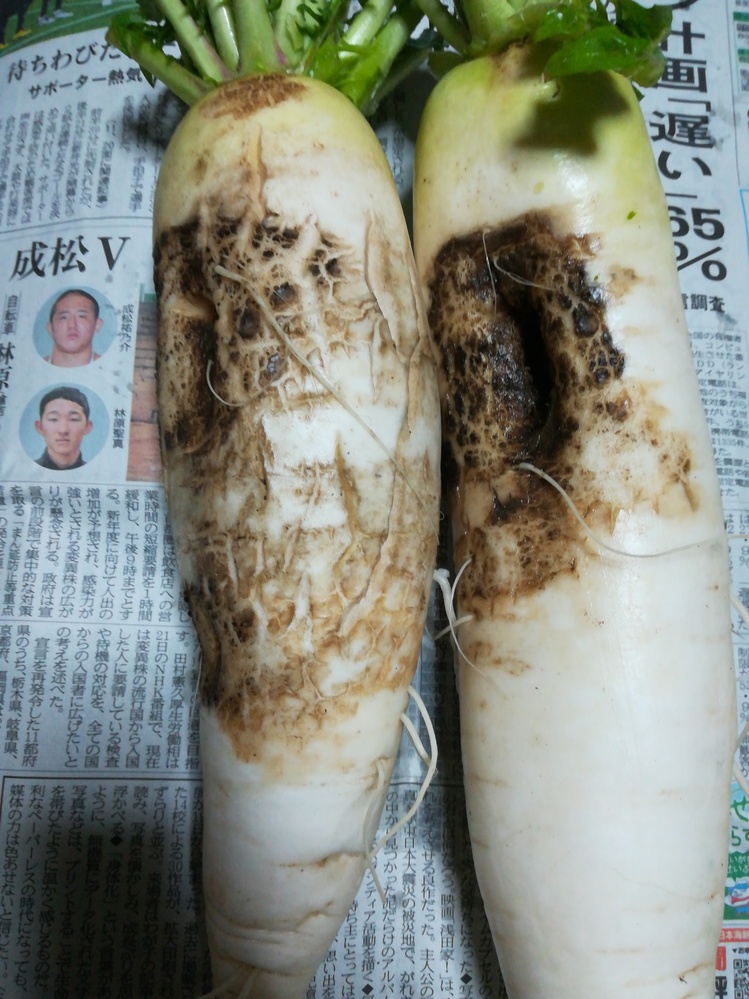大根を収穫したら写真のようにキズや割れができた状態でした。どのよう