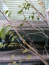 草木に詳しい方 教えて下さい この茶色のツブツブは害虫でしょうか ハイ Yahoo 知恵袋