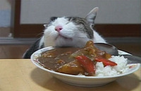 うちの猫がカレーの匂いが好きで過剰に反応するのですが 同じような猫ちゃんいらっ Yahoo 知恵袋