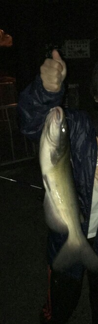 ナマズの寄生虫についてつい昨日川で釣ってきたナマズを捌いて食べたの Yahoo 知恵袋