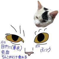 昨日から猫の目がこんな感じ 写真参照 です ちんこも勃 Yahoo 知恵袋