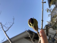 8年前に庭に大きな樹を植えてもらいました 葉はシマトネリコに似ていて秋 Yahoo 知恵袋